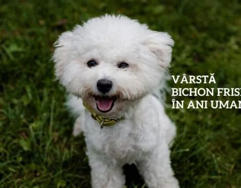 nume de caini baieti bichon
